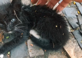 Part2 Animals Rescue #dogrescue #rescuedog #dogsofttiktok #foryoupage #foryou #dogs