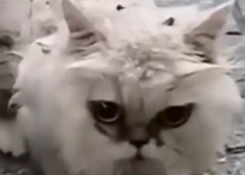 Part2 Animals Rescue #dogrescue #rescuedog #dogsofttiktok #foryoupage #foryou #dogs