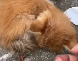 Part2 Animals Rescue #dogrescue #rescuedog #dogsofttiktok #foryoupage #foryou #dogs