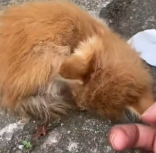 Part2 Animals Rescue #dogrescue #rescuedog #dogsofttiktok #foryoupage #foryou #dogs