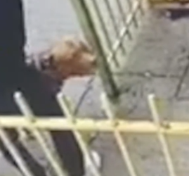 Part2 Animals Rescue #dogrescue #rescuedog #dogsofttiktok #foryoupage #foryou #dogs