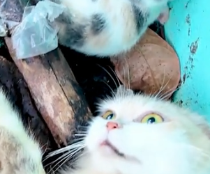 Part2 Animals Rescue #dogrescue #rescuedog #dogsofttiktok #foryoupage #foryou #dogs