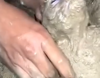 Part2 Animals Rescue #dogrescue #rescuedog #dogsofttiktok #foryoupage #foryou #dogs