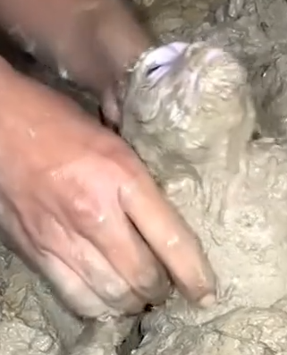 Part2 Animals Rescue #dogrescue #rescuedog #dogsofttiktok #foryoupage #foryou #dogs