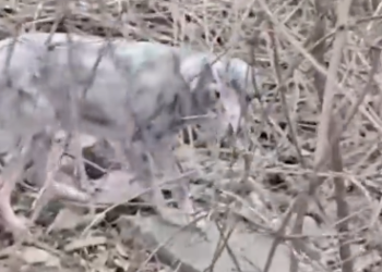 Part2 Animals Rescue #dogrescue #rescuedog #dogsofttiktok #foryoupage #foryou #dogs