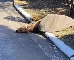 Part2 Animals Rescue #dogrescue #rescuedog #dogsofttiktok #foryoupage #foryou #dogs