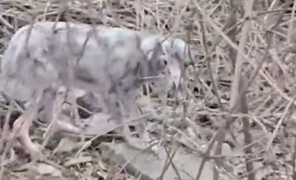 Part2 Animals Rescue #dogrescue #rescuedog #dogsofttiktok #foryoupage #foryou #dogs