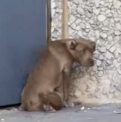 Part2 Animals Rescue #dogrescue #rescuedog #dogsofttiktok #foryoupage #foryou #dogs