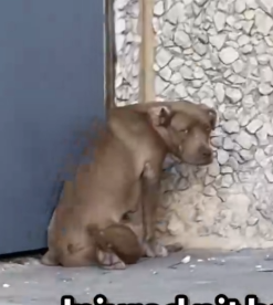 Part2 Animals Rescue #dogrescue #rescuedog #dogsofttiktok #foryoupage #foryou #dogs