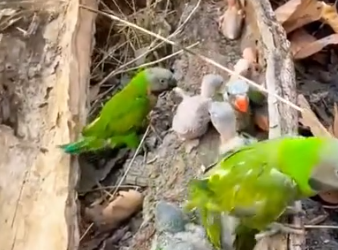 Part2 Animals Rescue #dogrescue #rescuedog #dogsofttiktok #foryoupage #foryou #dogs