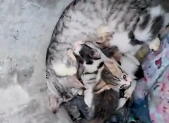 Part2 Animals Rescue #dogrescue #rescuedog #dogsofttiktok #foryoupage #foryou #dogs