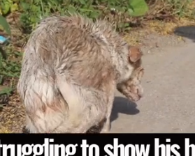 Part2 Animals Rescue #dogrescue #rescuedog #dogsofttiktok #foryoupage #foryou #dogs