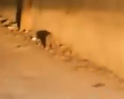 Part2 Animals Rescue #dogrescue #rescuedog #dogsofttiktok #foryoupage #foryou #dogs