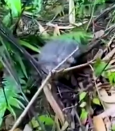 Part2 Animals Rescue #dogrescue #rescuedog #dogsofttiktok #foryoupage #foryou #dogs