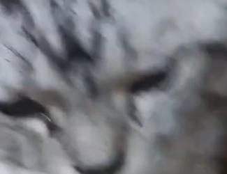 Part2 Animals Rescue #dogrescue #rescuedog #dogsofttiktok #foryoupage #foryou #dogs