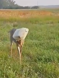 Part2 Animals Rescue #dogrescue #rescuedog #dogsofttiktok #foryoupage #foryou #dogs