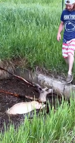 Part2 Animals Rescue #dogrescue #rescuedog #dogsofttiktok #foryoupage #foryou #dogs