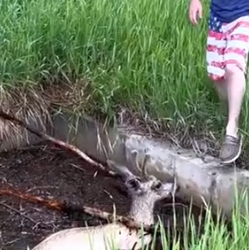 Part2 Animals Rescue #dogrescue #rescuedog #dogsofttiktok #foryoupage #foryou #dogs