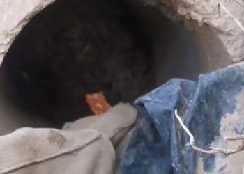 Part2 Animals Rescue #dogrescue #rescuedog #dogsofttiktok #foryoupage #foryou #dogs