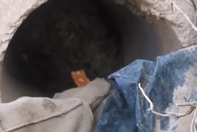 Part2 Animals Rescue #dogrescue #rescuedog #dogsofttiktok #foryoupage #foryou #dogs