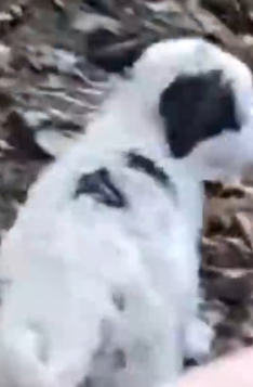 Part2 Animals Rescue #dogrescue #rescuedog #dogsofttiktok #foryoupage #foryou #dogs