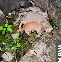 Part2 Animals Rescue #dogrescue #rescuedog #dogsofttiktok #foryoupage #foryou #dogs