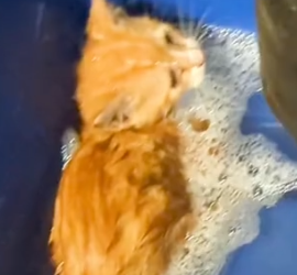 Part2 Animals Rescue #dogrescue #rescuedog #dogsofttiktok #foryoupage #foryou #dogs