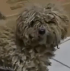 Part2 Animals Rescue #dogrescue #rescuedog #dogsofttiktok #foryoupage #foryou #dogs