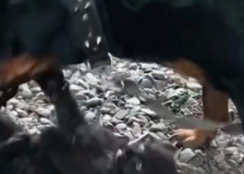 Part2 Animals Rescue #dogrescue #rescuedog #dogsofttiktok #foryoupage #foryou #dogs