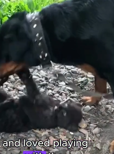 Part2 Animals Rescue #dogrescue #rescuedog #dogsofttiktok #foryoupage #foryou #dogs