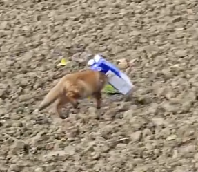 Part2 Animals Rescue #dogrescue #rescuedog #dogsofttiktok #foryoupage #foryou #dogs