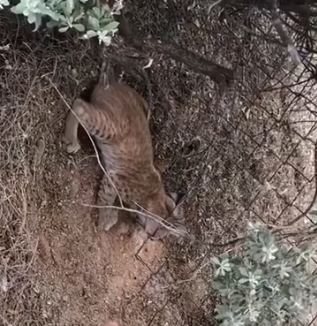 Part2 Animals Rescue #dogrescue #rescuedog #dogsofttiktok #foryoupage #foryou #dogs