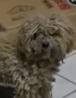 Part2 Animals Rescue #dogrescue #rescuedog #dogsofttiktok #foryoupage #foryou #dogs