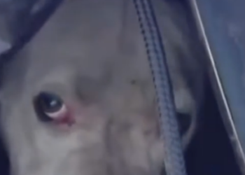 Part2 Animals Rescue #dogrescue #rescuedog #dogsofttiktok #foryoupage #foryou #dogs