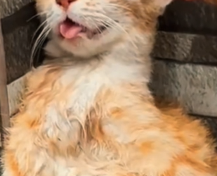 Part2 Animals Rescue #dogrescue #rescuedog #dogsofttiktok #foryoupage #foryou #dogs