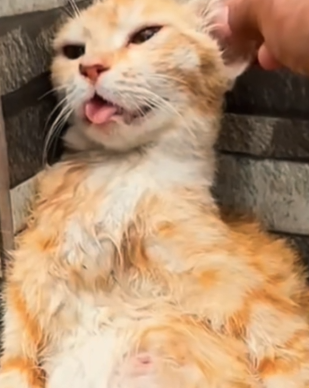 Part2 Animals Rescue #dogrescue #rescuedog #dogsofttiktok #foryoupage #foryou #dogs