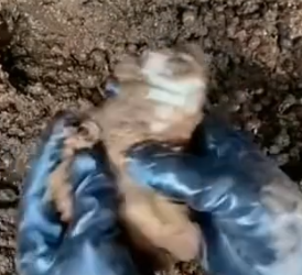 Part2 Animals Rescue #dogrescue #rescuedog #dogsofttiktok #foryoupage #foryou #dogs