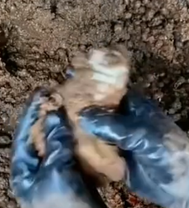 Part2 Animals Rescue #dogrescue #rescuedog #dogsofttiktok #foryoupage #foryou #dogs