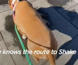 Part2 Animals Rescue #dogrescue #rescuedog #dogsofttiktok #foryoupage #foryou #dogs