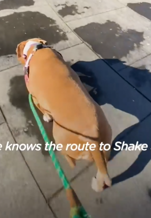 Part2 Animals Rescue #dogrescue #rescuedog #dogsofttiktok #foryoupage #foryou #dogs