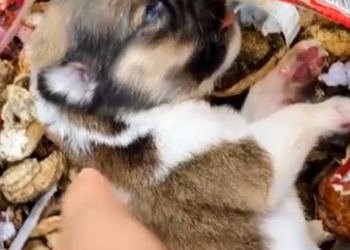 Part2 Animals Rescue #dogrescue #rescuedog #dogsofttiktok #foryoupage #foryou #dogs