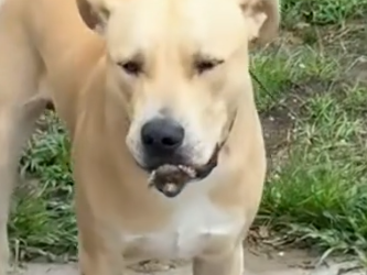 Part2 Animals Rescue #dogrescue #rescuedog #dogsofttiktok #foryoupage #foryou #dogs