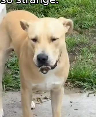 Part2 Animals Rescue #dogrescue #rescuedog #dogsofttiktok #foryoupage #foryou #dogs