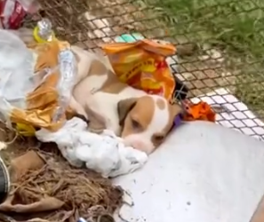 Part2 Animals Rescue #dogrescue #rescuedog #dogsofttiktok #foryoupage #foryou #dogs