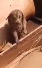 Part2 Animals Rescue #dogrescue #rescuedog #dogsofttiktok #foryoupage #foryou #dogs