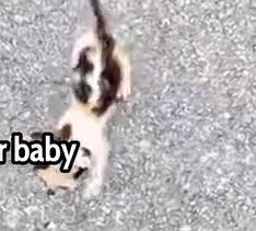 Part2 Animals Rescue #dogrescue #rescuedog #dogsofttiktok #foryoupage #foryou #dogs