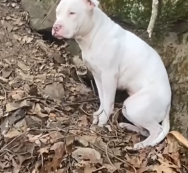 Part2 Animals Rescue #dogrescue #rescuedog #dogsofttiktok #foryoupage #foryou #dogs