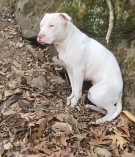 Part2 Animals Rescue #dogrescue #rescuedog #dogsofttiktok #foryoupage #foryou #dogs