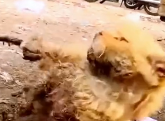 Part2 Animals Rescue #dogrescue #rescuedog #dogsofttiktok #foryoupage #foryou #dogs