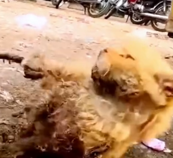 Part2 Animals Rescue #dogrescue #rescuedog #dogsofttiktok #foryoupage #foryou #dogs